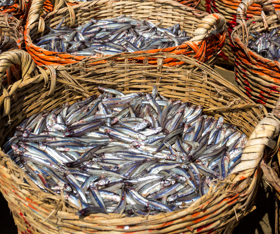 Pesca sostenible